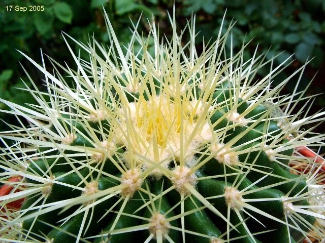 Echinocactus _grusonii _c4